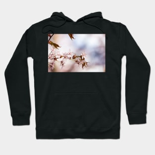 Cherry Blossom Hoodie